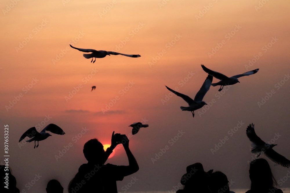 Silhouette sunset with seagulls flying shadow and a group of people  watching and taking a picture 