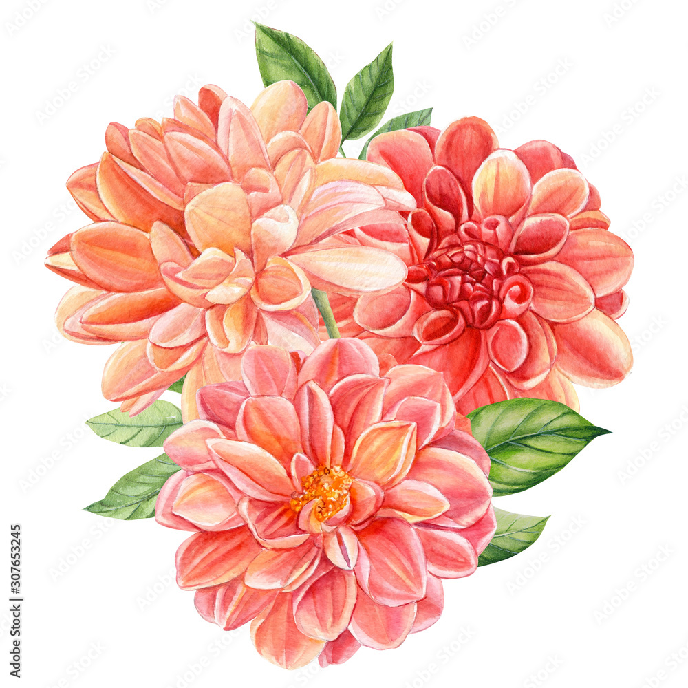 beautiful bouquet of flowers dahlia isolated on a white background, watercolor illustration, botanical art beautiful bouquet of flowers dahlia isolated on a white background, watercolor illustration, botanical art