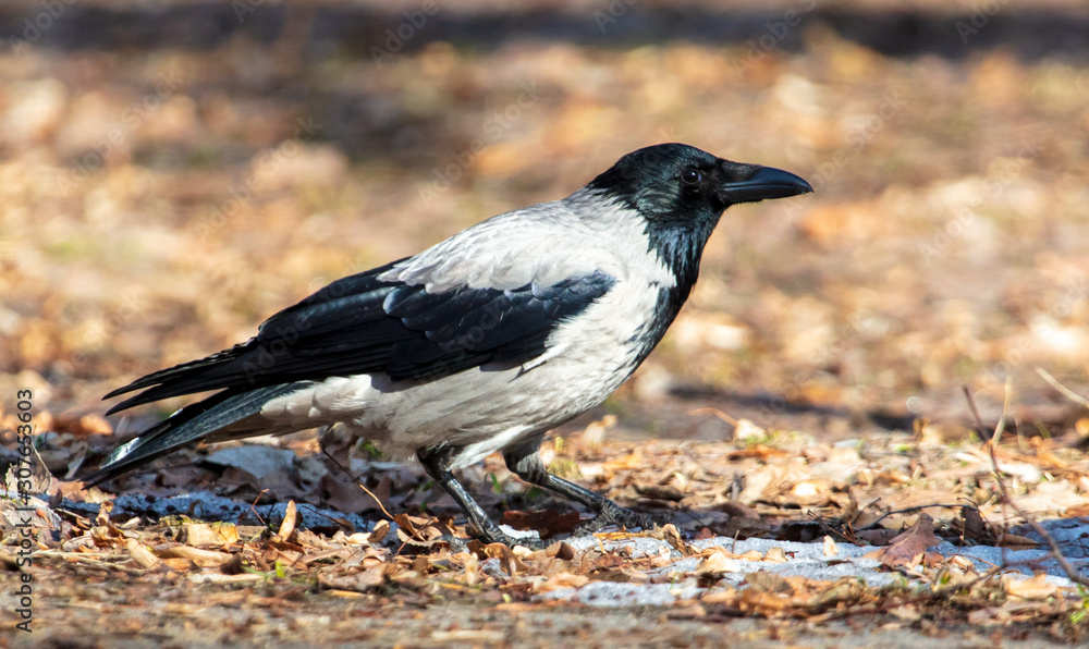 Obraz premium A raven walks on the ground in the park