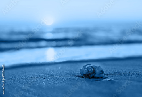 Beautiful small shell on the sandy beach Classic blue color 
