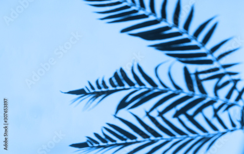 Leaves texture natural background. Blue color. Botanical leaf. Trend of 2020