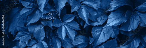 Banner made of fresh leaves, toned blue color, cropped.