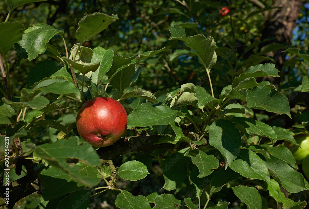 Red appel with green foliage in the fruit garden