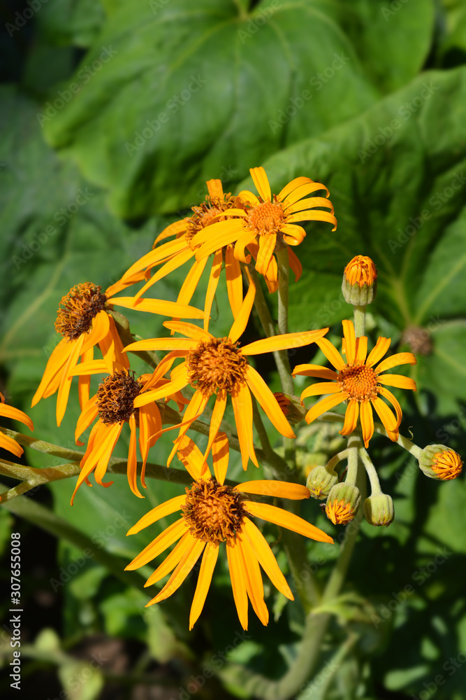 Leopard plant Leopard plant