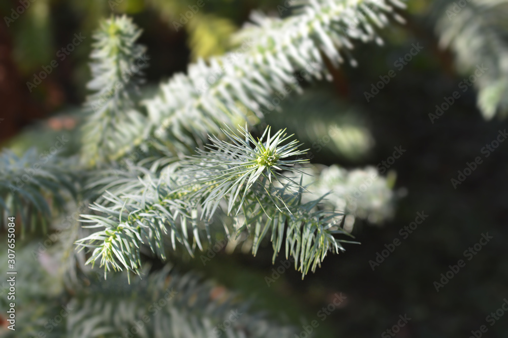 Hayata tree