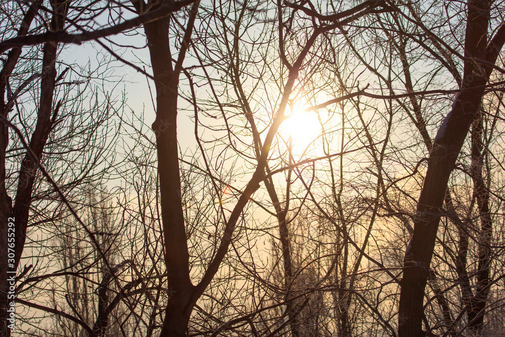 Leafless tree branches at dawn of the sun Leafless tree branches at dawn of the sun