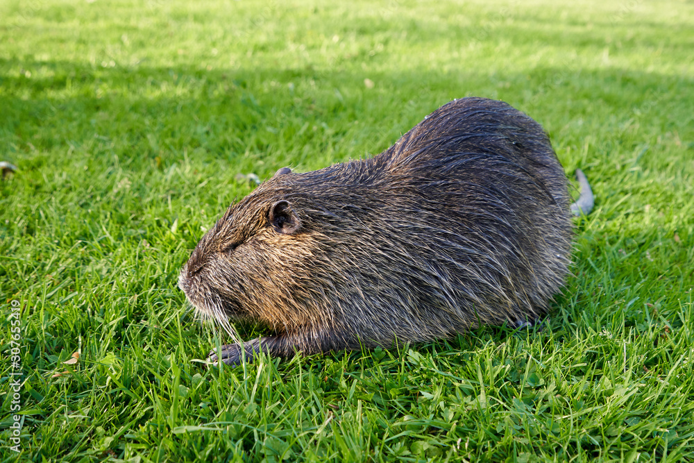 Beautiful and wet nutria sits in the green grass in a city park Beautiful and wet nutria sits in the green grass in a city park