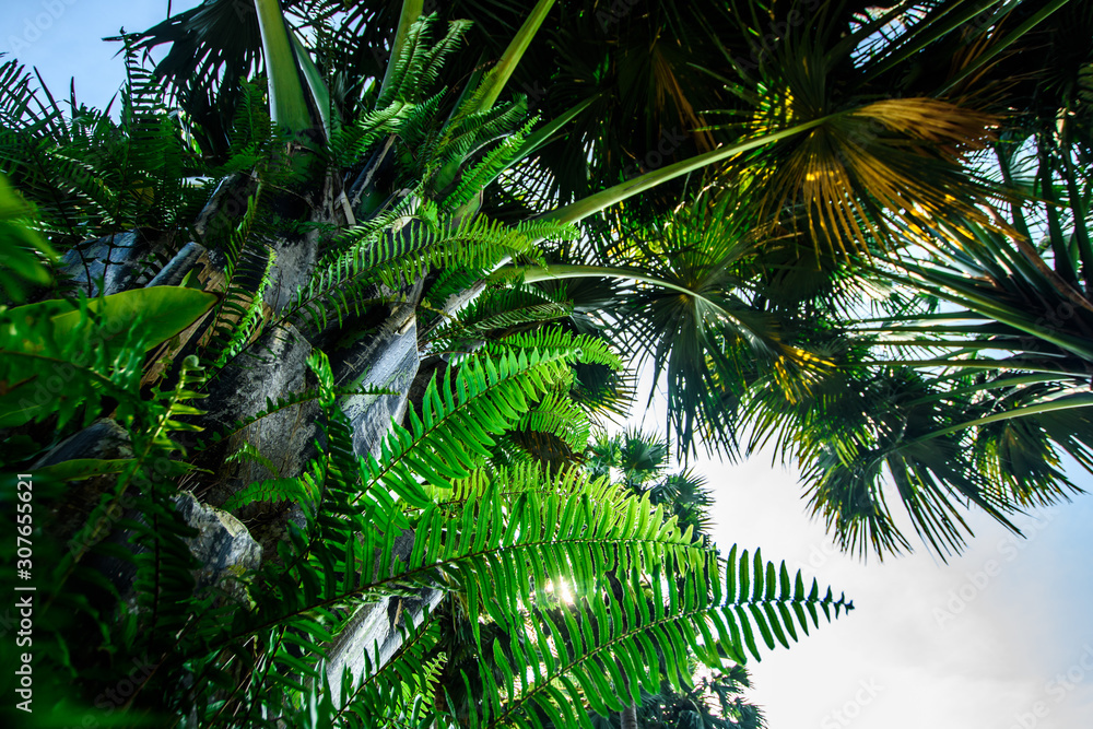 Landscape design in a tropical garden Landscape design in a tropical garden