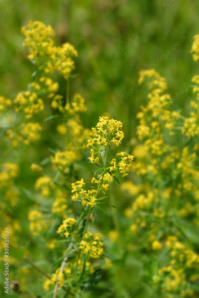 field of yellow flowers field of yellow flowers