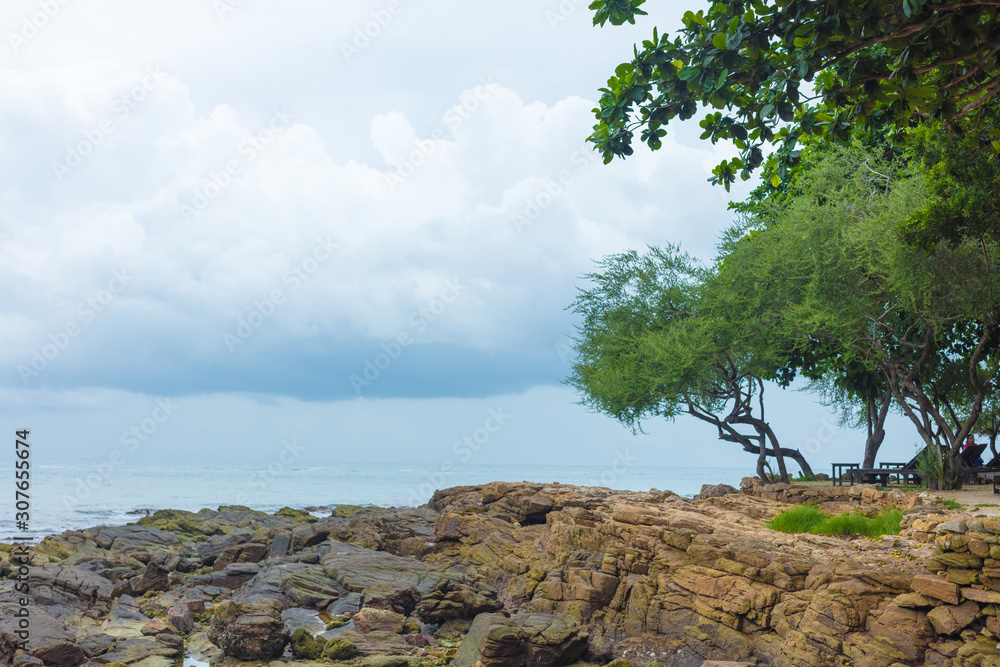 Beautiful landscape with trees on the coastline of the sea during an outflow Beautiful landscape with trees on the coastline of the sea during an outflow