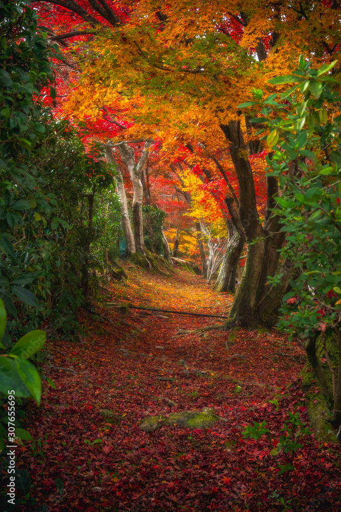 紅葉のトンネル