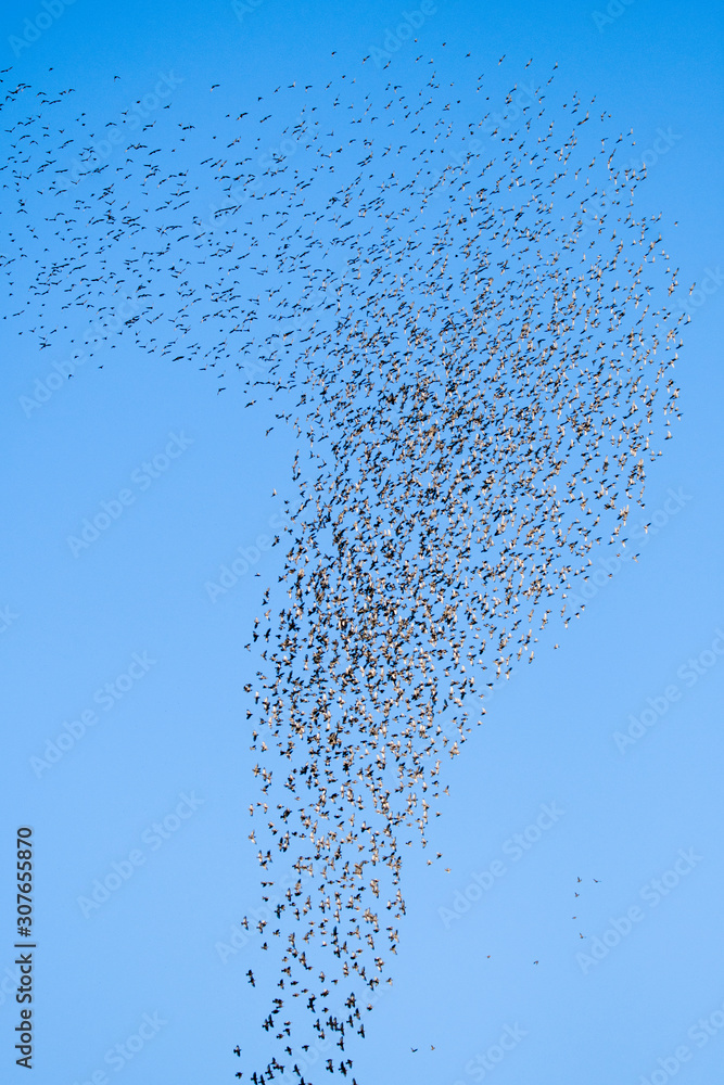 Stado ptaków - pierwsze oznaki migracji ptaków - obrazy, fototapety, plakaty 