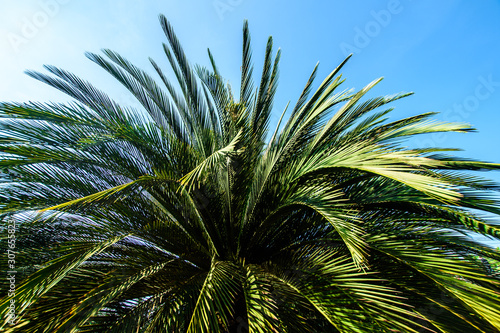 Leaves of palm trees in a tropical garden