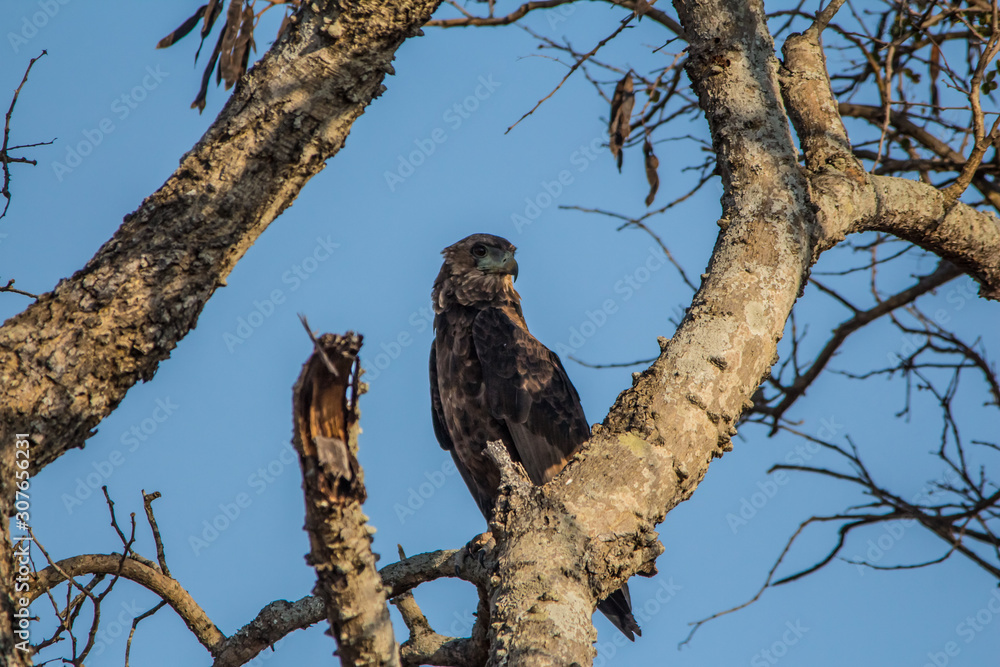 Obraz premium Marshall Eagle in tree