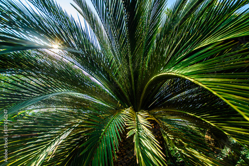 Leaves of palm trees in a tropical garden