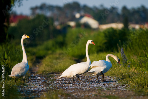 Trzy łabędzie na drodze - dwa nieme i jeden krzykliwy. 
