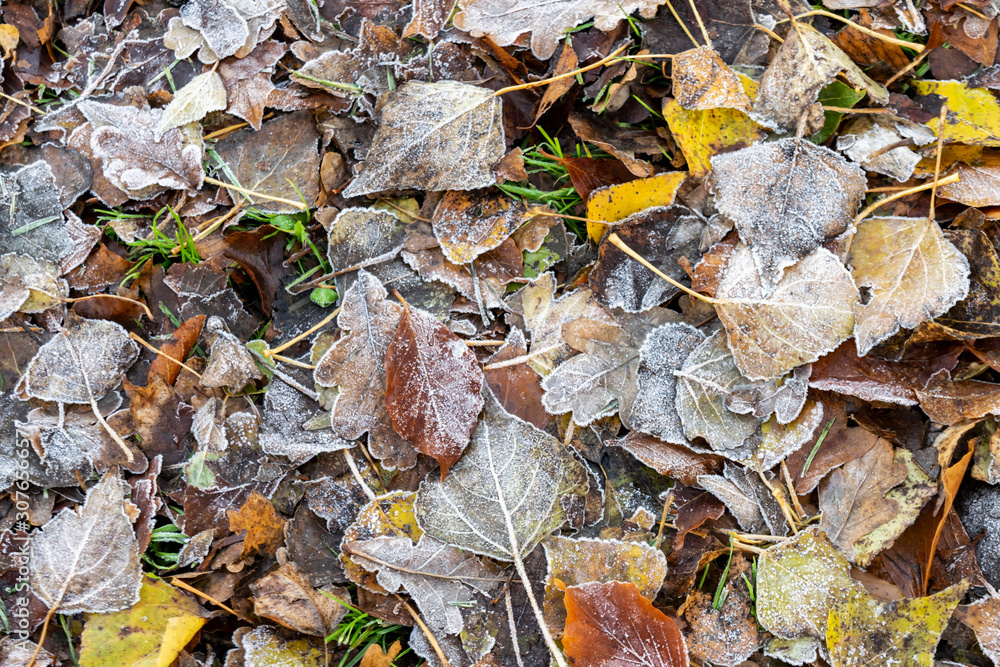 Autumn background with frosty fallen leaves on the grass. Rime on plants close-up. 