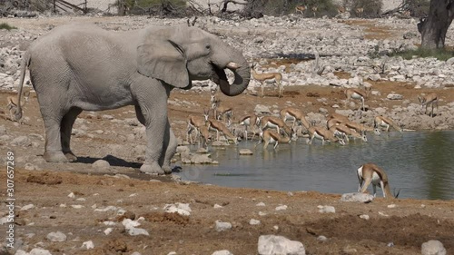 african elephants. South africa, Namibia