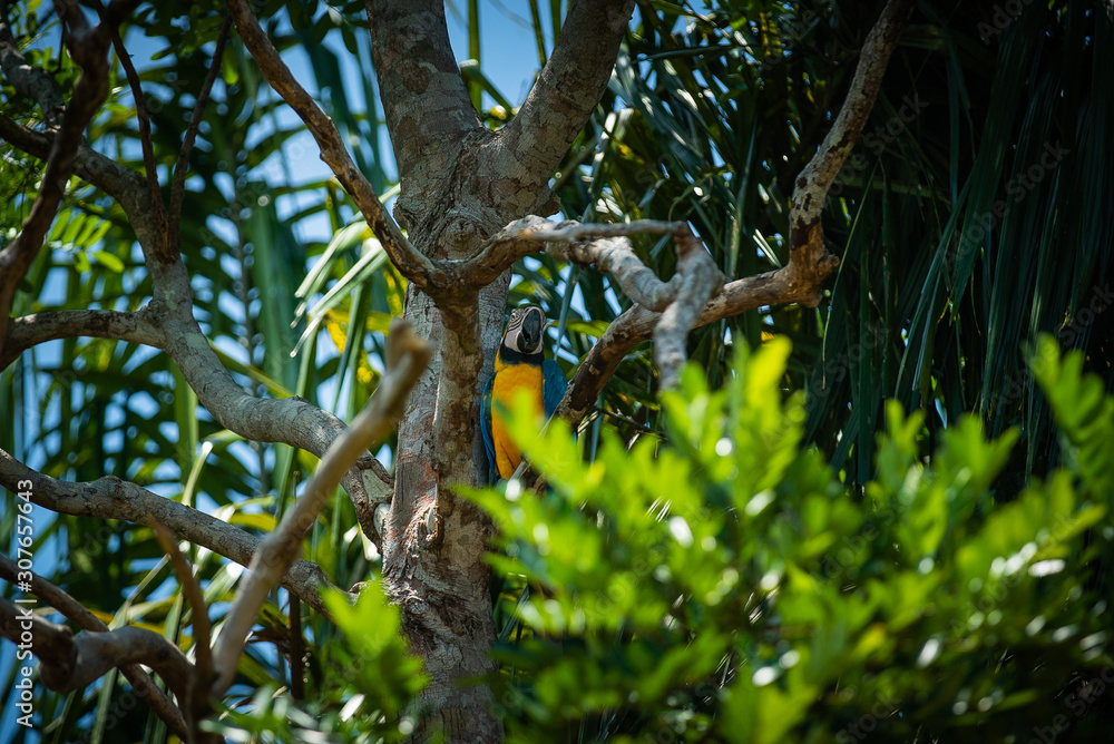 Arara-canindé (Ara ararauna) is an emblematic bird species from Brazil and important for many indigenous communities. Amazonas, Brazil Arara-canindé (Ara ararauna) is an emblematic bird species from Brazil and important for many indigenous communities. Amazonas, Brazil