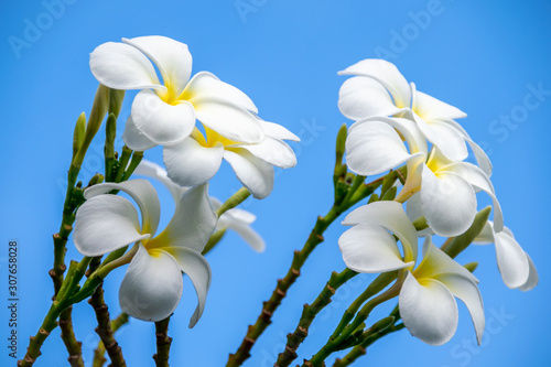 Tropical flowers, set against a blue sky