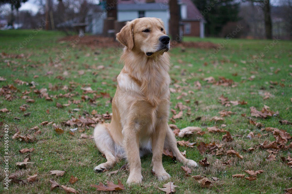 golden retriever golden retriever