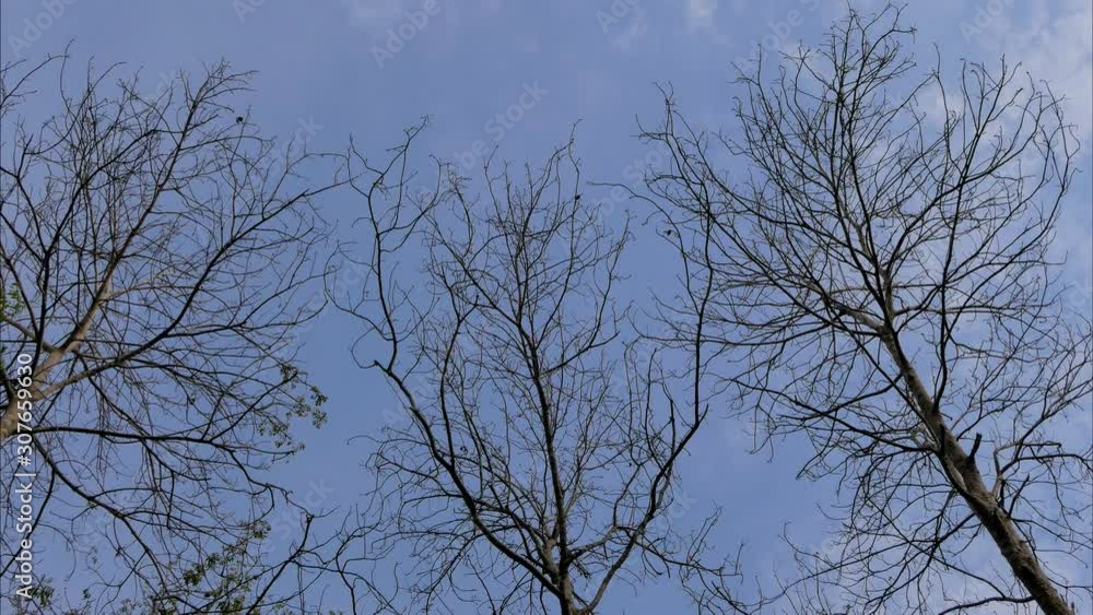 Time lapse of cloud on dead tree in foreground. Time lapse of cloud on dead tree in foreground.