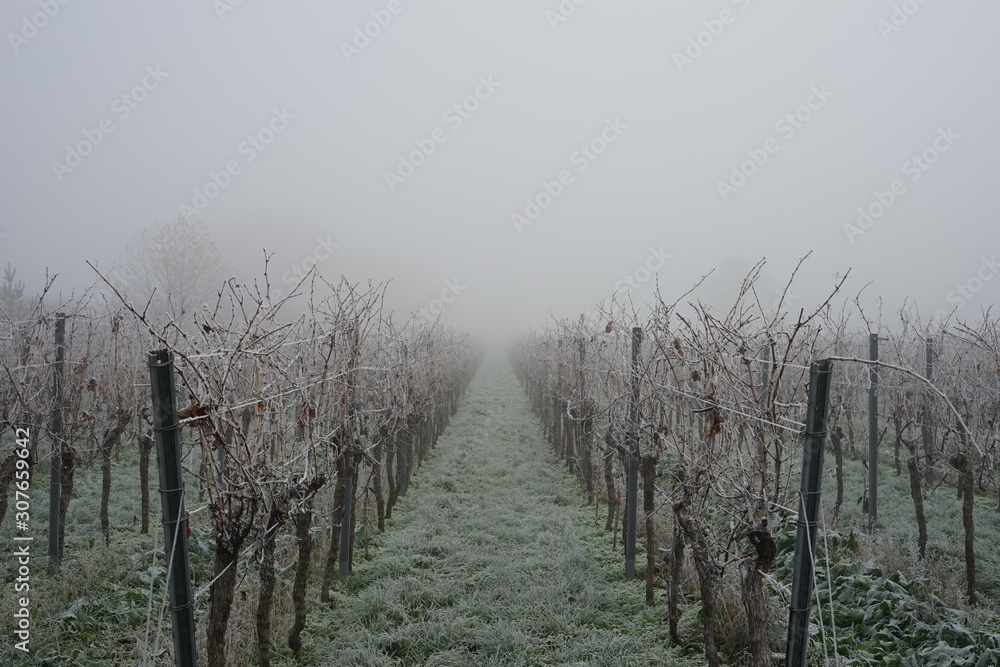 Obraz premium Stimmungsvoller, winterlicher Weingarten bei Frost und Nebel