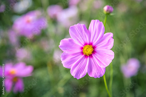 Cosmos flowers with soft natural background