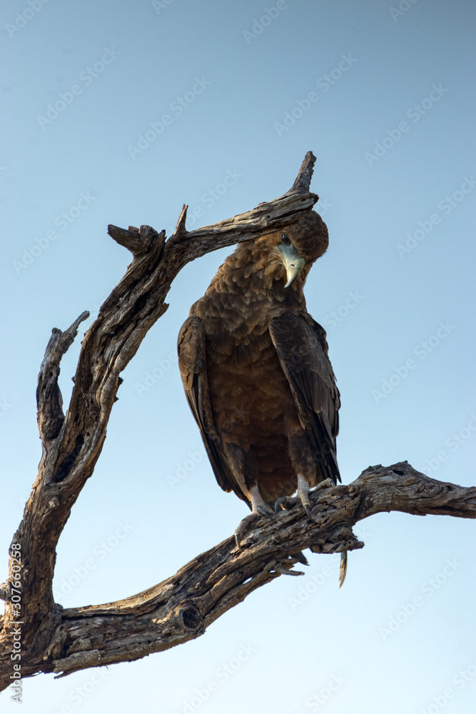bird of prey bird of prey