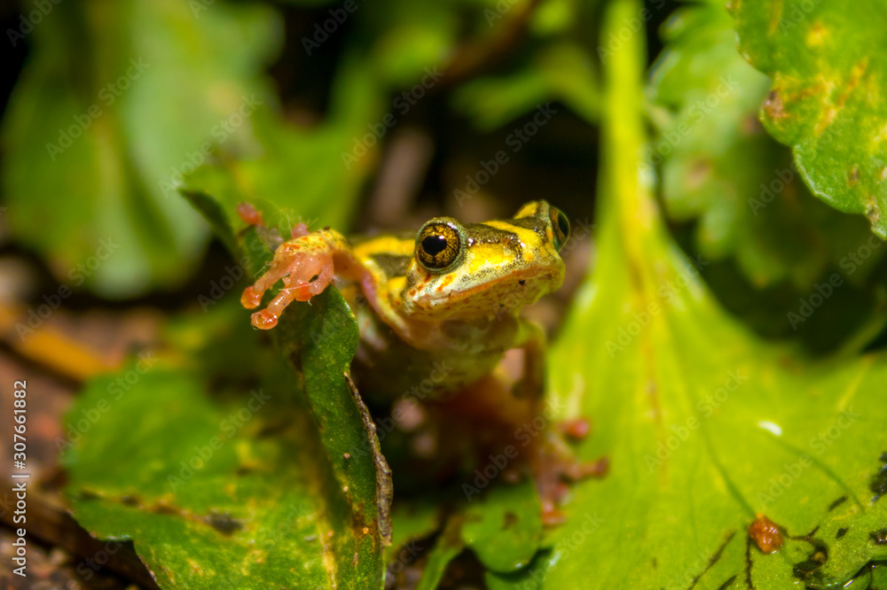 frog on leaf frog on leaf