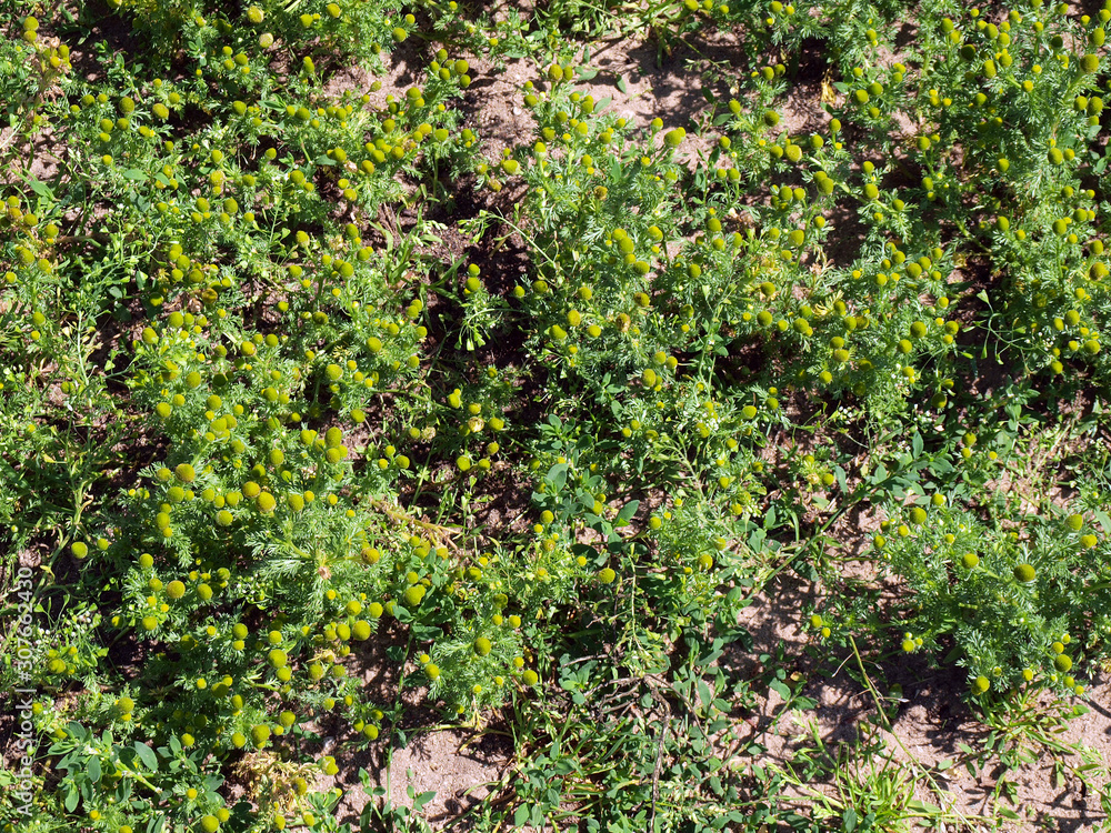 Wild chamomile Wild chamomile