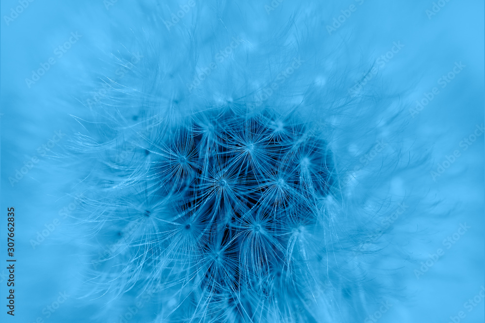 Fototapeta premium Blue Dandelion flower seeds close up. Dandelion Flower texture. Mock up or template. Flower background. Trendy Banner with color of the year 2020