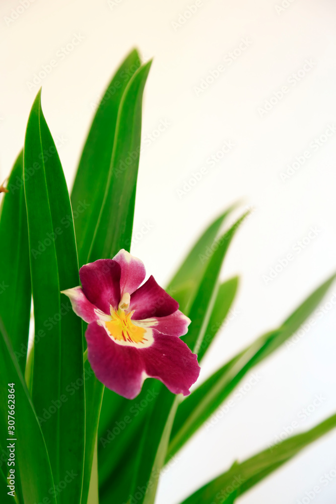 Naklejka premium Blooming flowers