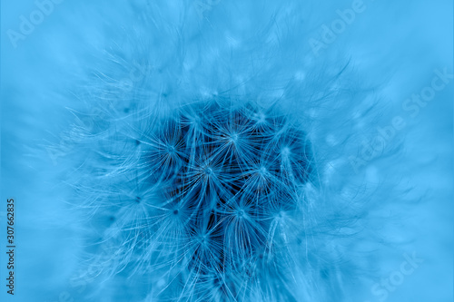 Blue Dandelion flower seeds close up. Dandelion Flower texture. Mock up or template. Flower background. Trendy Banner with color of the year 2020