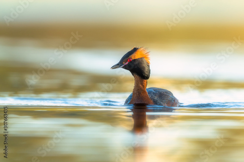 Horned Grepe (Podiceps auritus) photo