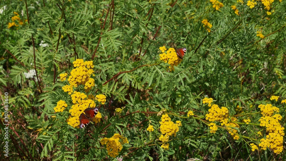 Butterflies on tansy flowers eat nectar.