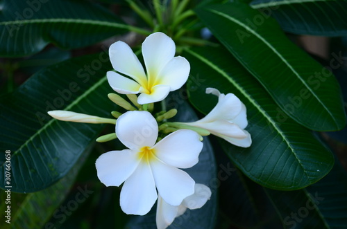White plumeria flowers