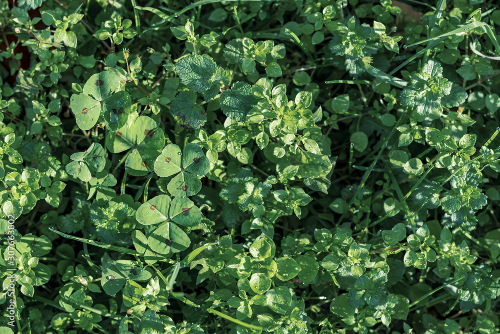high angle view of fresh clover,grass and mint plants with morning dew illuminated by sunlight in December high angle view of fresh clover,grass and mint plants with morning dew illuminated by sunlight in December