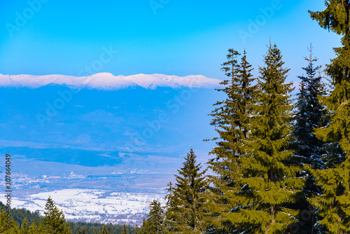hill pine trees covered with snow