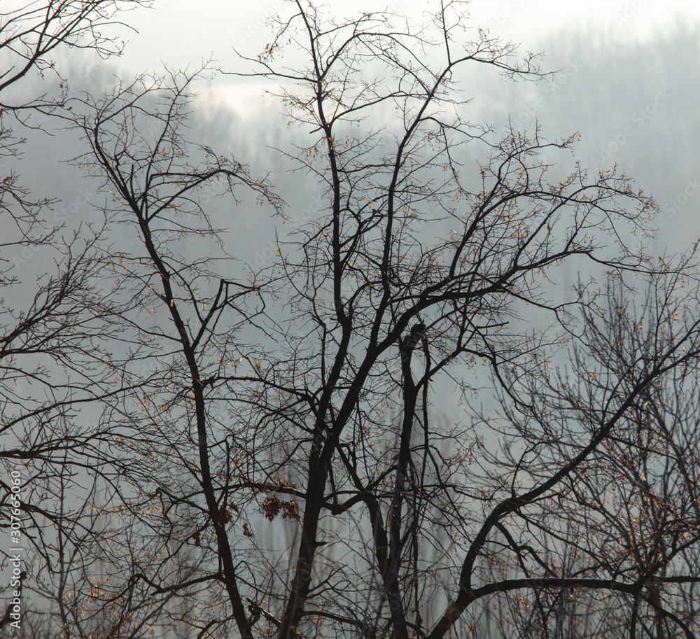 Bare tree branches in the fog at dawn Bare tree branches in the fog at dawn