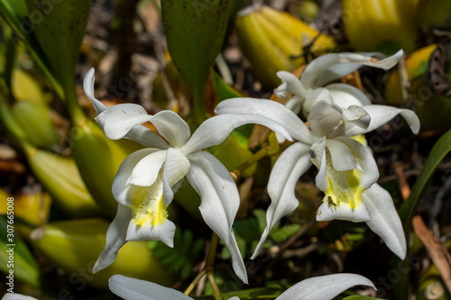 costa rica white orchid