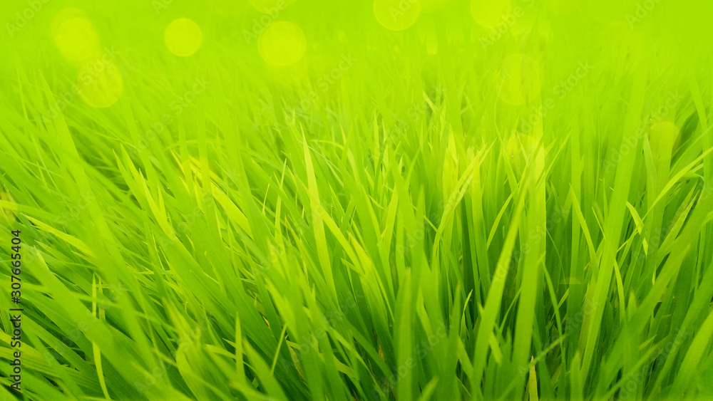 Fototapeta premium background with green grass