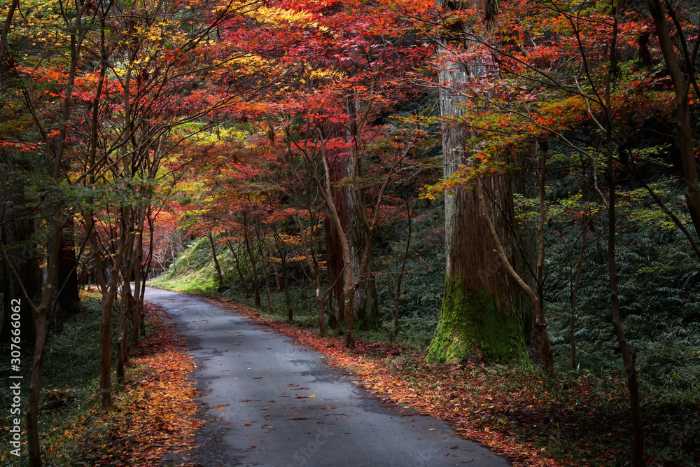 Autumn color tunnel