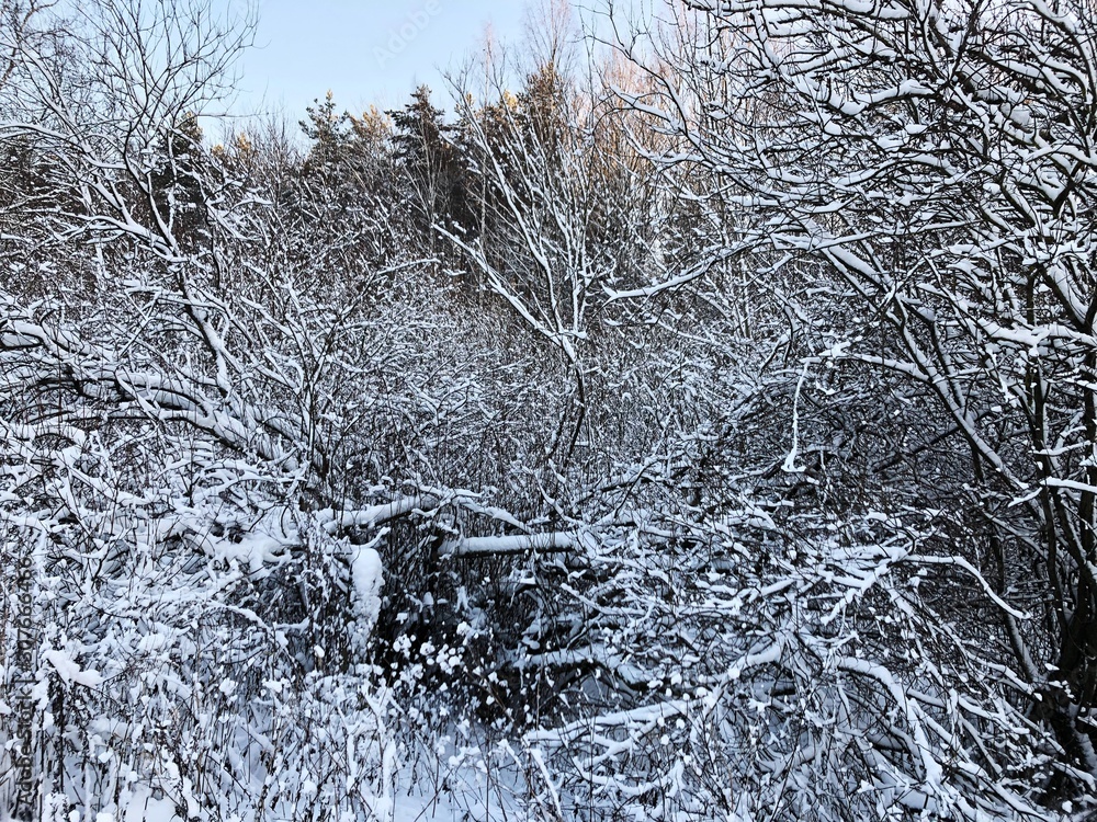 Beautiful winter landscape of snow and trees Beautiful winter landscape of snow and trees