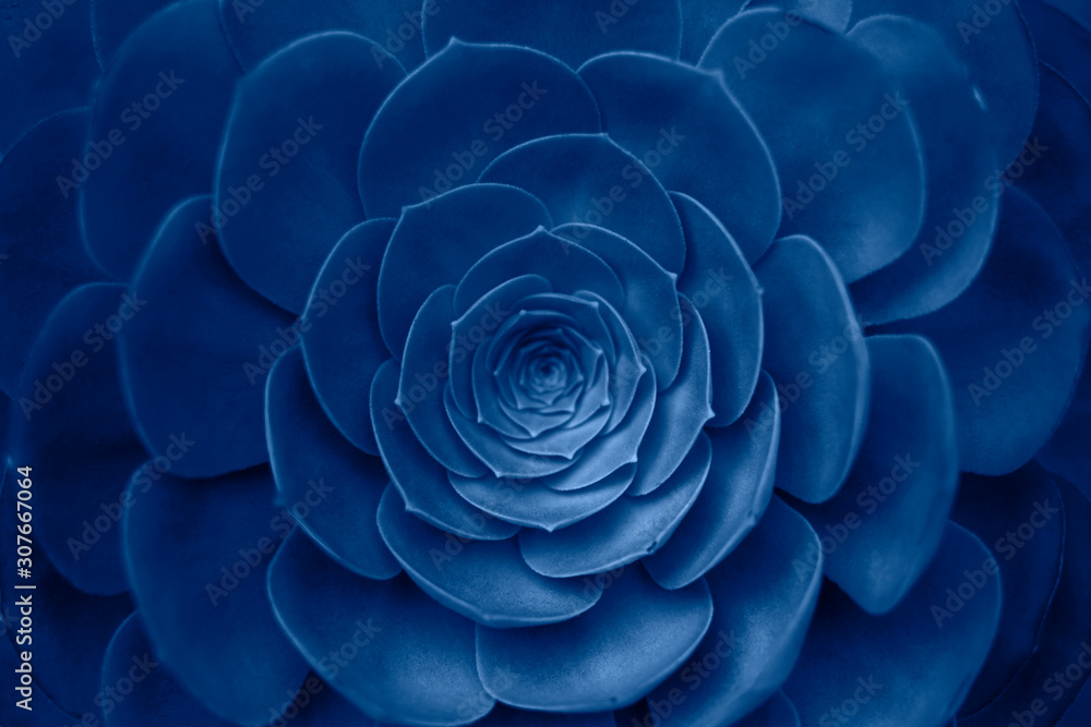 Succulent plant in trendy blue color. Succulent plant in trendy blue color.
