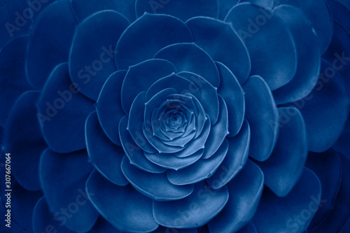 Succulent plant in trendy blue color.