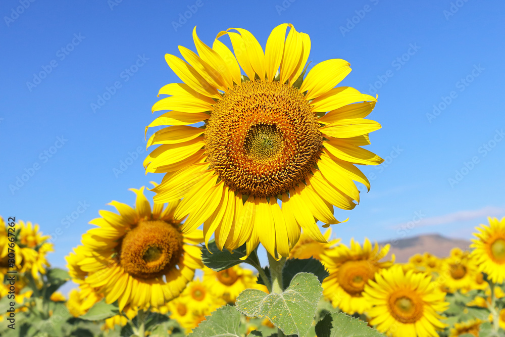 Beautiful sunflower blooming in the field.