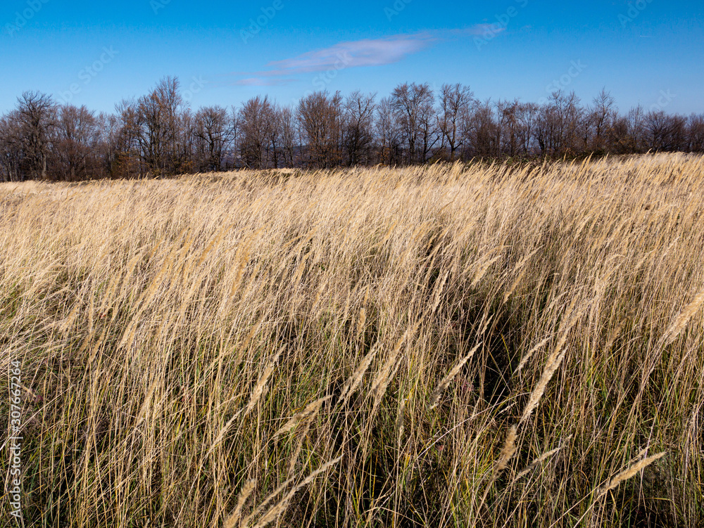 Autumn meadow in the mountain. In the background - a mountain range. Tall yellow grasses move in the wind. Autumn meadow in the mountain. In the background - a mountain range. Tall yellow grasses move in the wind.