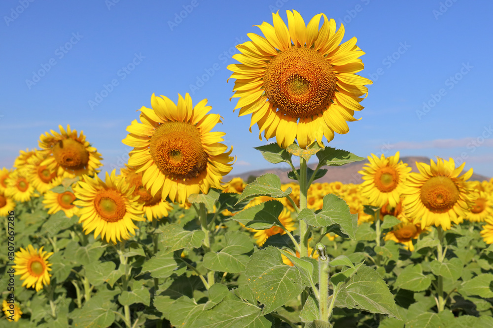 Beautiful sunflower blooming in the field.