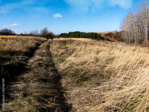 A dirt road through an autumn meadow is lost in the distance.Yellow grasses move in the wind.